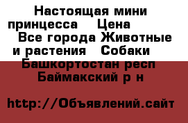 Настоящая мини принцесса  › Цена ­ 25 000 - Все города Животные и растения » Собаки   . Башкортостан респ.,Баймакский р-н